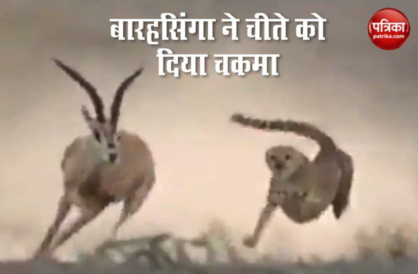 Viral Video शिकार के लिए पीछे पड़े चीते को बारहसिंगा ने खूब छकाया..देखें Viral Video