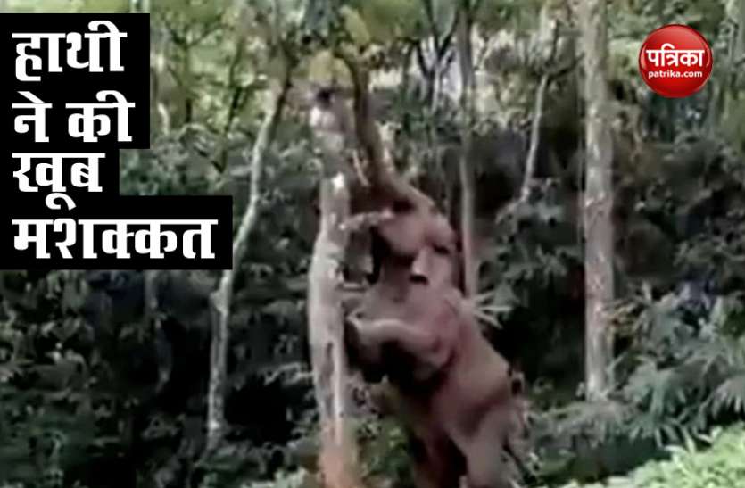 Viral video कटहल खाने के लिए पेड़ पर चढ़ा हाथी, सोशल मीडिया पर वीडियो हुआ वायरल