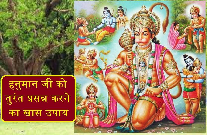 worship of hanuman ji gives you blessings ये पेड़ है खास, इसकी पूजा करती है हनुमानजी को तुरंत प्रसन्न