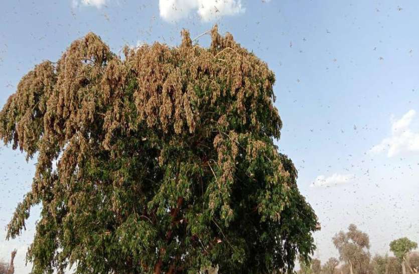 India's Joint Operation Against Locust Outbreak - टिड्डी ...