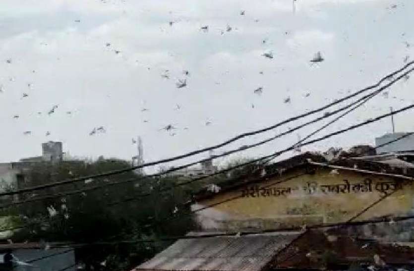 Locust enters in Satna via Panna पन्ना के रास्ते सतना में घुसा टिड्डीदल, अमरपाटन के धतुआ गांव में डाला ठेरा
