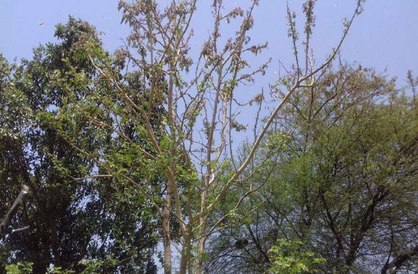 Crisis on farmers - the attack of locusts continues to haunt farmersLocust team attacked the tiddee dal किसानों पर संकट-टिड्डीयों के हमले का किसानों को सता रहा डऱ
