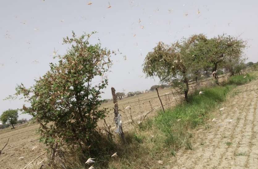 इंदरगढ़ व भांडेर के कई गांवों में पहुंचा टिड्डी दल Locust group attacked vegetable crops, news in hindi, mp news, datia news सब्जियों की फसलों पर टिड्डी दल का हमला