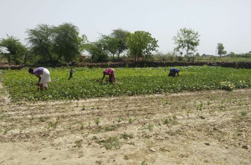 उद्यानिकी फसलों के प्रति बढ़ा किसानों का रुझान, हर साल बढ़ रहा रकबा उद्यानिकी फसलों के प्रति बढ़ा किसानों का रुझान, हर साल बढ़ रहा रकबा
