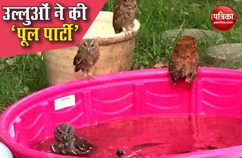 Owls Party उल्लुओं ने ‘पूल पार्टी’ में जमकर की मौज, Social Media पर Viral हुई फोटो