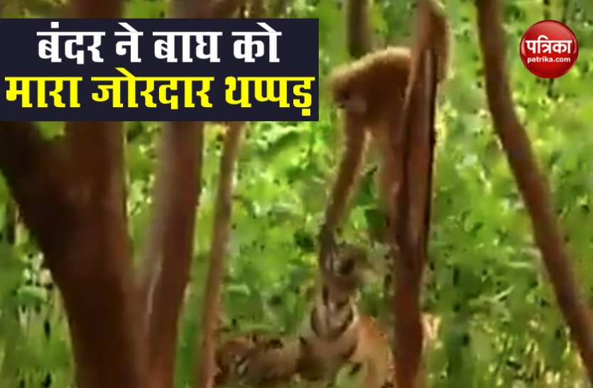 Viral Video बंदर ने इतनी जोर से जड़ा थप्पड़ कि बिलबिला गया बाघ..देखें वायरल वीडियो