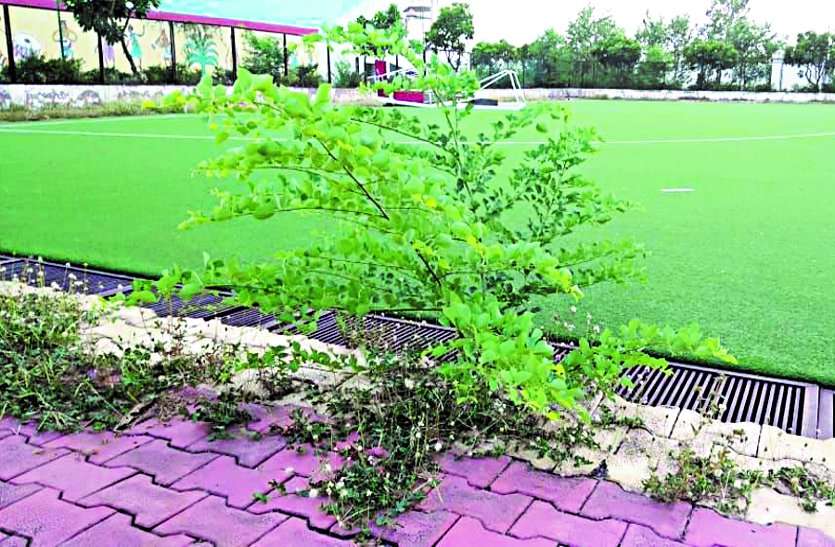 Due to regular cleaning and not getting enough water, bushes have grown on the ground ... नियमित सफाई और पर्याप्त पानी नहीं मिलने की वजह से मैदान पर उग आई हैं झाड़ियां ...
