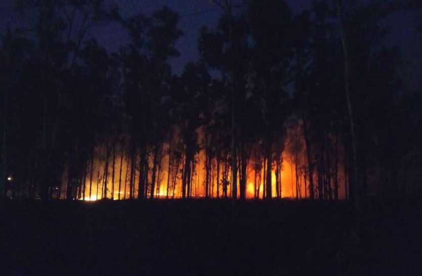 Heavy fire in Gandhigram nursery, many trees burnt गांधीग्राम नर्सरी में लगी भीषण आग, कई पेड़ जले