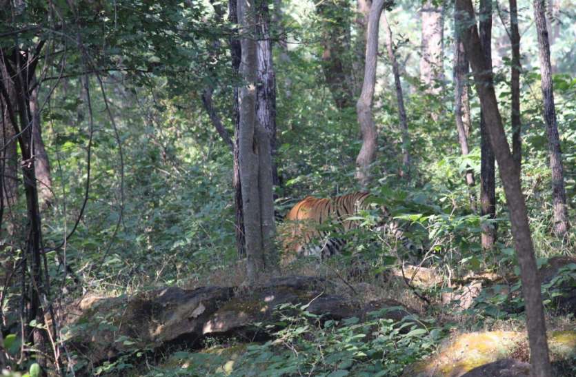 लॉकडाउन का असर:शर्मिले हुए एसटीआर के जानवर, गश्ती दल देखकर छिपने लगे लॉकडाउन का असर:शर्मिले हुए एसटीआर के जानवर, गश्ती दल देखकर छिपने लगे