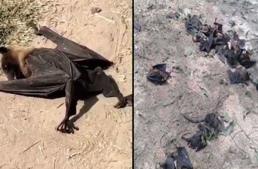 Bat गोरखपुर और बलिया में चमगाड़दों की अचानक हो रही मौतों से दहशत, अधिकारियों दावा का हीट स्ट्रोक से मर रहे