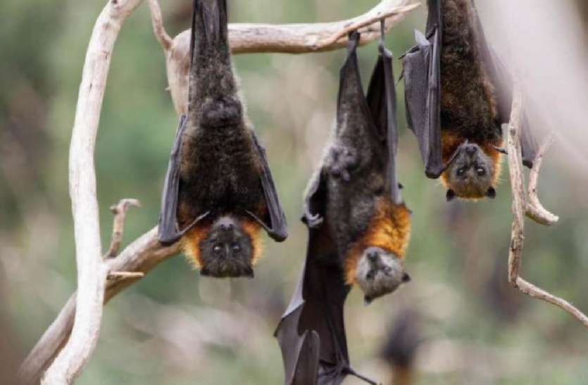 Dead Bats कीट-पतंगों की तरह मर रहे चमगादड़, चीन के वुहान शहर को याद कर दहशत में लोग