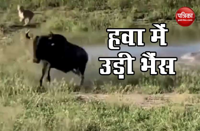 Viral Video शेर ने घेरा तो भैंस ने हवा में उड़कर बचाई जान, सोशल मीडिया पर वायरल हुआ Video