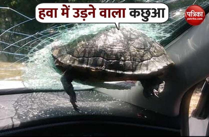 Turtle crashes through Georgia driver's windshield, Video viral चलती CAR में कांच तोड़कर अंदर घुसा कछुआ, Video हो रहा है वायरल, देखें यहां
