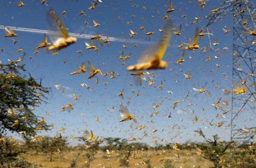 locust_1.jpg सावधान! यूपी के इस जिले में हो सकता है टिड्डियों का हमला, डीएम ने कहा— पटाखे फोड़ो