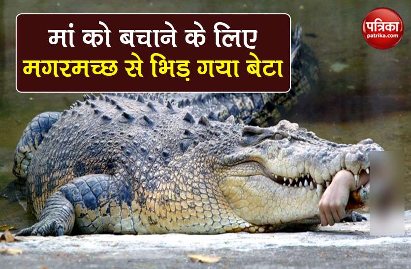 crocodile chewed woman hand son put life to death to save mother मगरमच्छ के मुंह में था मां का हाथ, बचाने के लिए बेटे ने लगा दी जान की बाजी