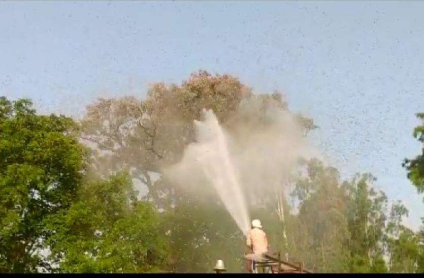 ऑपरेशन टिड्डी दल टिड्डीदल के सफाए के लिए मैदान में उतरी कृषि विभाग की टीम दमकल से किया कैमिकल अटैक