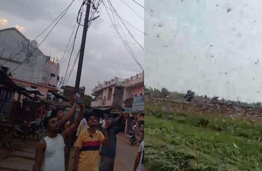 Locust team arrived in Katni district कटनी पहुंचा टिड्डियों का दल, रीठी तहसील क्षेत्र की फसलों पर हमला, देखने लगा हुजूम, देखें वीडियो