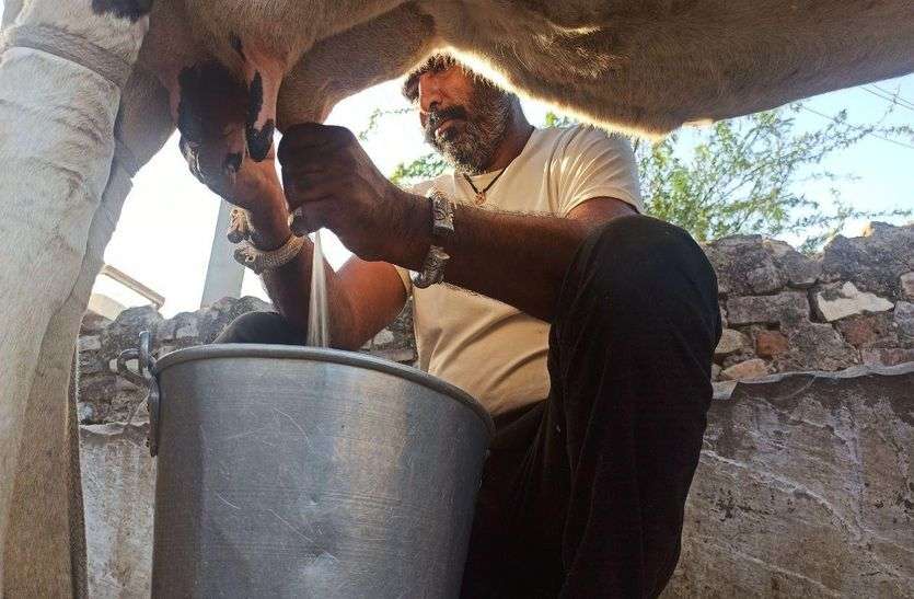 दूध-घी उत्पादन में आत्मनिर्भर बना अजमेर, प्रदेश में भी आपूर्ति दूध-घी उत्पादन में आत्मनिर्भर बना अजमेर, प्रदेश में भी आपूर्ति