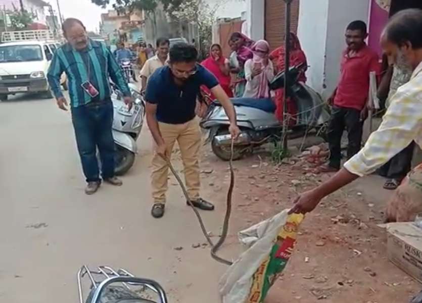 Video: अगर आपके आस-पास भी सांप दिखे तो मारने की बजाय इस नंबर पर करें फोन, तुरंत मिलेगी मदद- देखें रेस्क्यू की Video