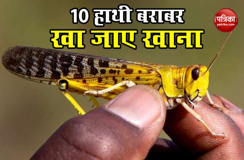 एक छोटा टिड्डी दल 2500 आदमी या 10 हाथी और 25 ऊंट के बराबर खाता है खाना एक छोटा टिड्डी दल 2500 आदमी या 10 हाथी और 25 ऊंट के बराबर खाता है खाना