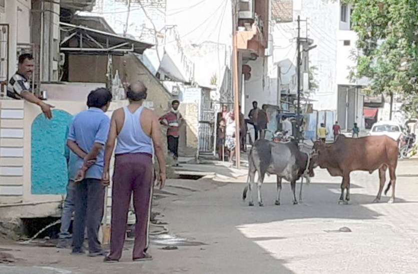 Bull terror, injured people बैल का आतंक, लोगों को किया घायल