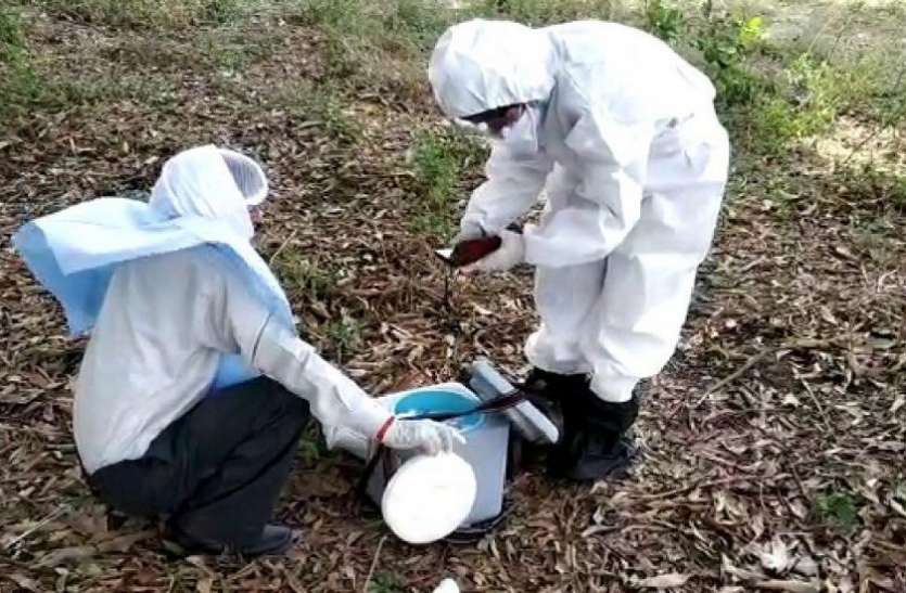 Bat died in Singrauli district of MP during Corona duration कोरोना संक्रमण के दौर में एमपी के इस जिले में चमगादड़ों की शामत, हजारों ने गंवाई जान