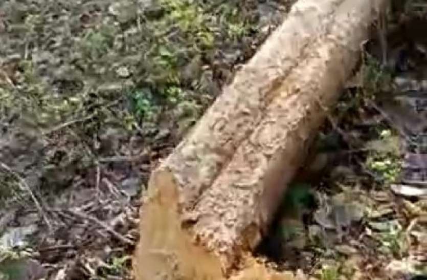 लॉकडाउन में वन विभाग का सूचना तंत्र फेल,माफिया काट रहे जंगल लॉकडाउन में वन विभाग का सूचना तंत्र फेल,माफिया काट रहे जंगल