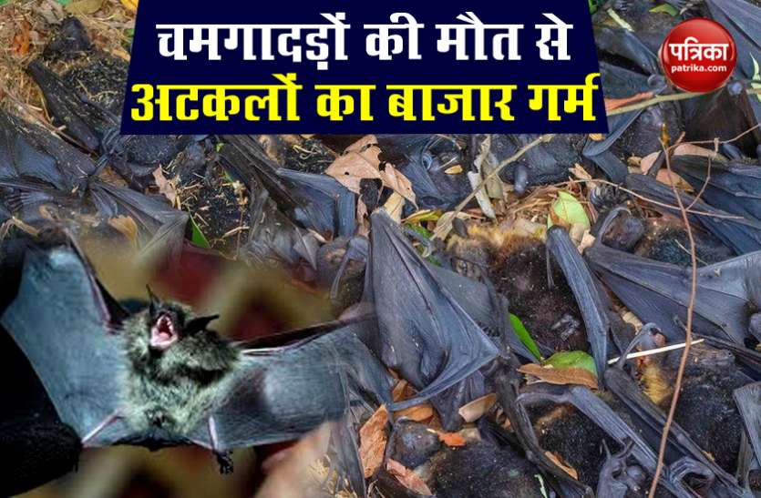 , चमगादड़ों की मौत ने बढ़ाई चिंता, वैज्ञानिकों ने कहा कोरोना नहीं ब्रेन हैमरेज से जा रही जान