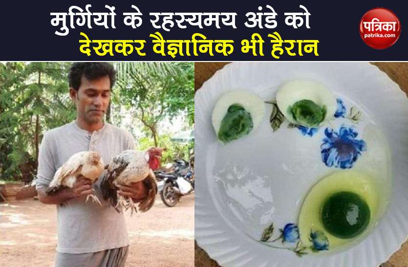 chickens are giving green yolk egg in kerala scientists do research Coronavirus संकट के बीच यहां मुर्गियां दे रही हरे रंग के अंडे, वैज्ञानिक भी हैरान