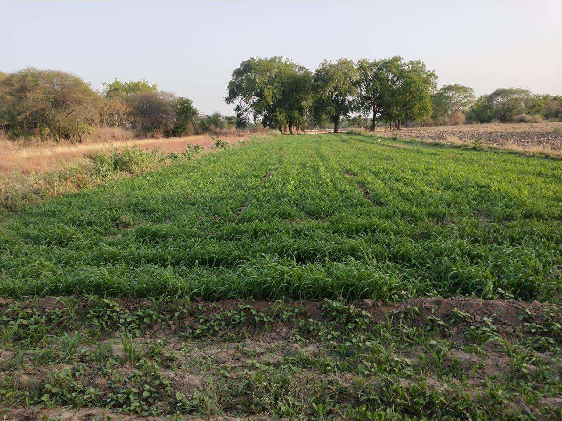 khet1_1.jpg