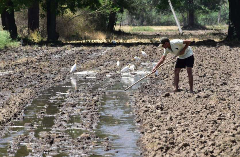 khet_1.jpg लॉकडाउन के कारण गांव लौटे प्रवासी जुटे खेती बाड़ी में , 50 फीसदी तक बढ़ा रकबा