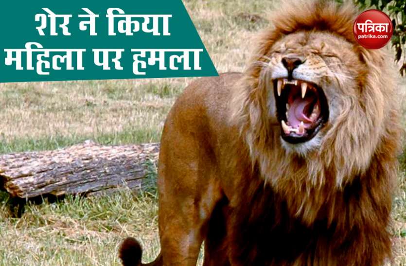 Lions Attack Zoo Worker, Others Had To Enter Lion's Den To Save Her Zoo में शेर ने किया महिला पर हमला, दूसरे शख्स ने बाड़े में कूद बचाई जान