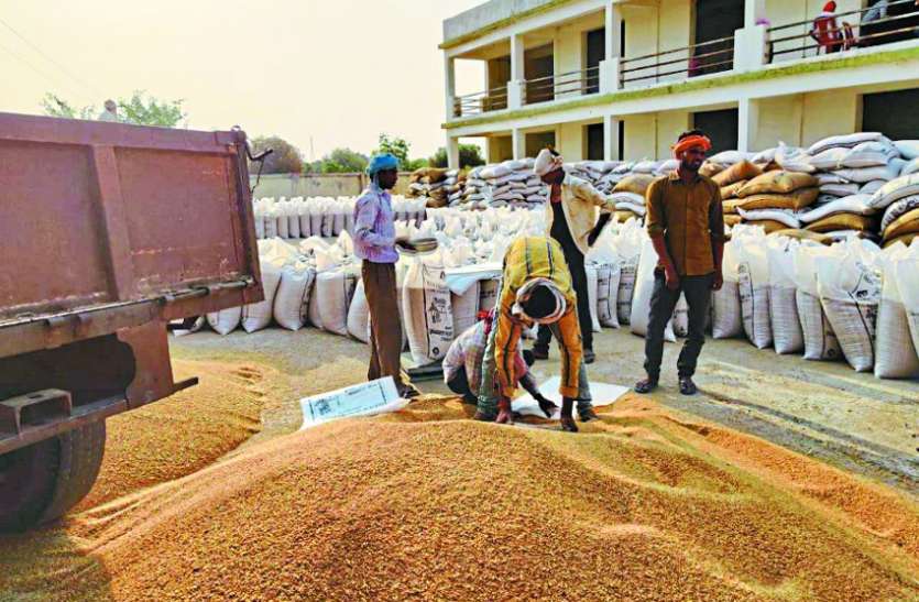 Purchase of wheat increased by 7 lakh quintals, farmers also reached more than last year 8 लाख क्विंटल अधिक हुई गेहूं की खरीद, ्पिछले साल की तुलना में किसान भी पहुंचे अधिक