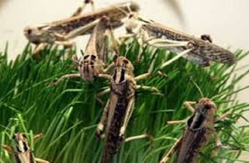 Alert in Maharashtra and Madhya Pradesh border areas in view of potential attack of grasshopper team टिड्डा दल के संभावित हमले को देखते हुए महाराष्ट्र और मध्यप्रदेश सीमा छोर के इलाकों में अलर्ट ...