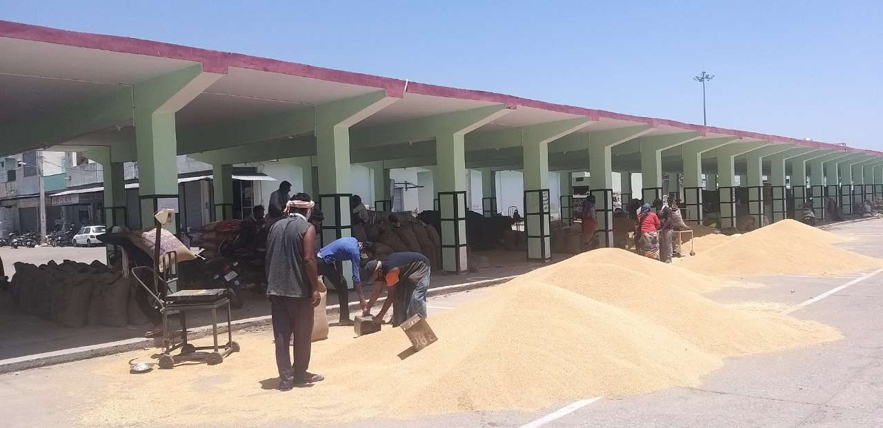 Government wheat pile stopped