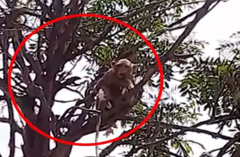 meerut.jpg Meerut: लैब टेक्नीशियन से कोरोना के सैंपल छीन पेड़ पर चढ़ा बंदर चबा गया सारी किट, लोगों में दहशत