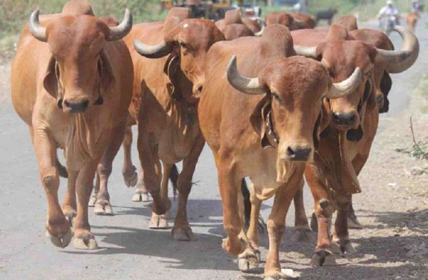 कोरोना ने घटाई दूध की खपत, घर पर बनाया घी-पनीर कोरोना ने घटाई दूध की खपत, घर पर बनाया घी-पनीर