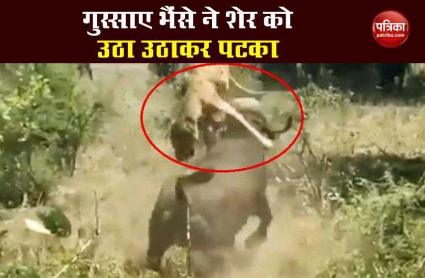 Buffaloes Try Saving Buffalo From Hunting Lions video goes viral जंगल में हुई लड़ाई, तो गुस्साए भैंसे ने शेर को उठा उठाकर पटका, देखें VIDEO