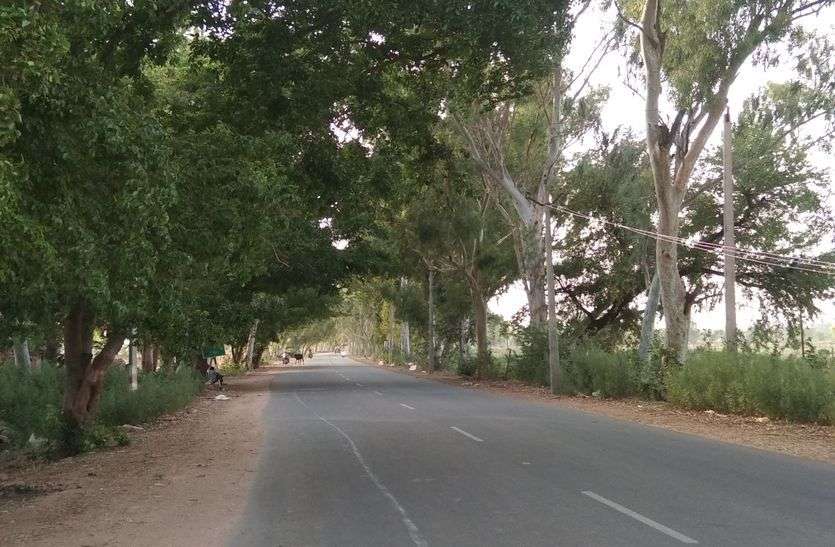 The trees planted in the state highway became Ronk 33 years ago स्टेट हाईवे की रोनक बने ३३ साल पहले लगे पेड़