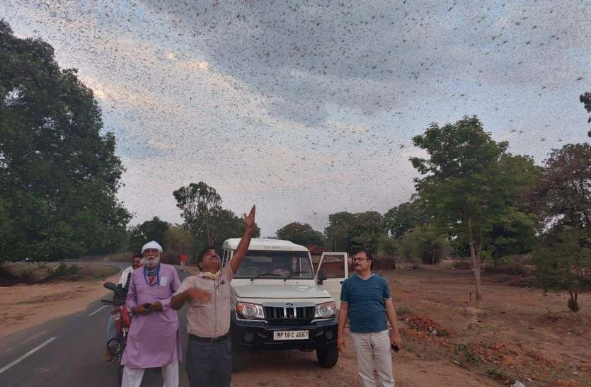 शहडोल पहुंचा टिड्डी दल, देवरी गांव में दी दस्तक शहडोल पहुंचा टिड्डी दल, देवरी गांव में दी दस्तक
