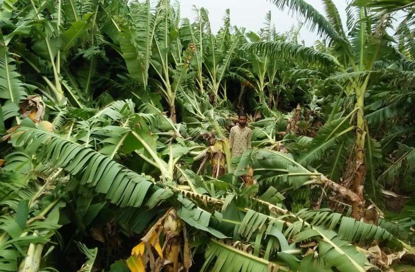 damaged banana crop in burhanpur Corona time - कोरोना काल में सोशल मीडिया बना ज्ञापन देने का माध्यम