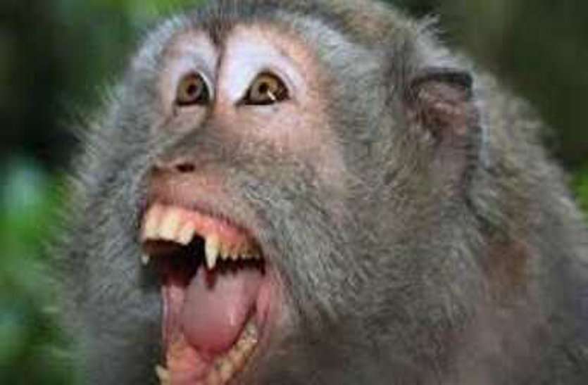 monkey attack जयपुर नगर निगम का एक और कारनामा.... भाई-बहन भुगत रहे सजा