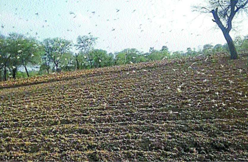 टिड्डी दल की दस्तक, फसलों को नुकसान टिड्डी दल की दस्तक, फसलों को नुकसान
