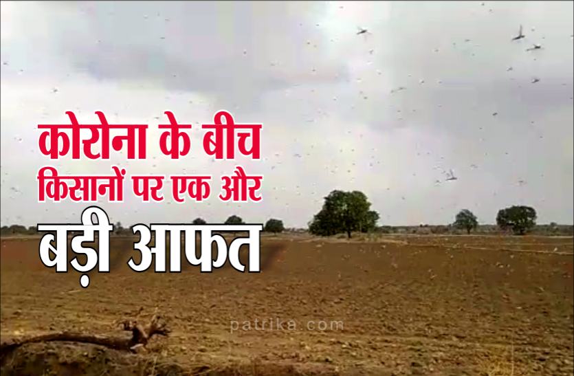किसानों पर आई बड़ी आफत, चंद मिनिटों में फसल हो रही चौपट किसानों पर आई बड़ी आफत, चंद मिनिटों में फसल हो रही चौपट