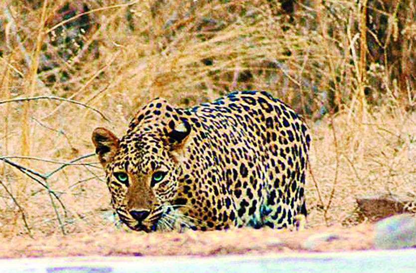 jaipur Corona Effect : एक महीने देरी से हो रही वन्यजीव गणना पर मंडराए 'बादल'