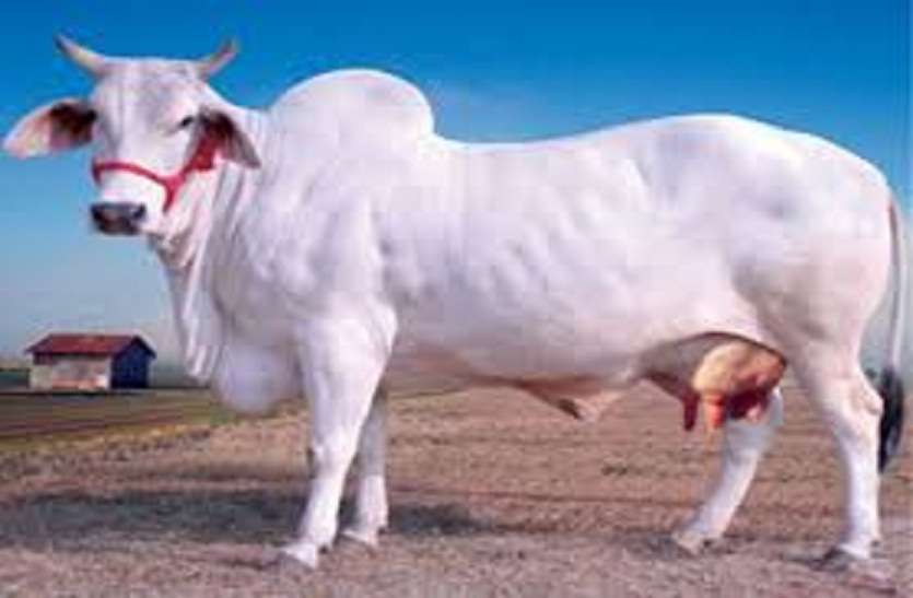 cow_1.jpg देसी गाय के हाईटेक डेयरी फार्म को बढ़ावा देने के लिए कामधेनु डेयरी योजना शुरू