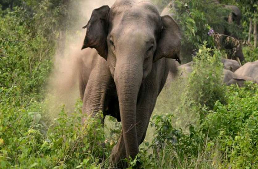 elephant.jpg प्राथमिक स्वास्थ्य केंद्र के पास से गुजरे दो दंतैल, मच गई अफरा-तफरी, लोगों को किया अलर्ट