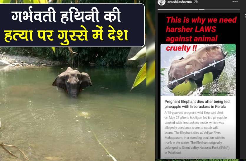 kerala pregnant elephant dies Bollywood actresses angry fir lodge केरल में प्रेग्नेंट हथिनी को खिलाया पटाखों से भरा अनानास, गुस्से में बॉलीवुड जगत, FIR दर्ज