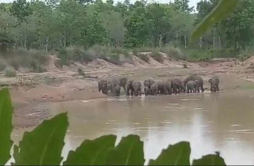गांव के नजदीक पहुंचा 17 हाथियों का दल, वन विभाग ने ग्रामीणों को किया अलर्ट 17 जंगली हाथी का दल सिंगपुर पहुंचा, ग्रामीणों में दहशत