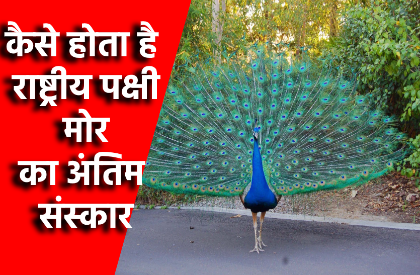 peacock_death_1.png भारत में राष्ट्रीय पक्षी मोर को मिलता है ऐसा सम्मान, प्रोटोकाल के तहत होती है अंतिम विदाई